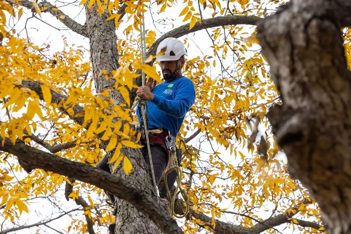 Skilled Storm Damage Cleanup crew working in Shirley