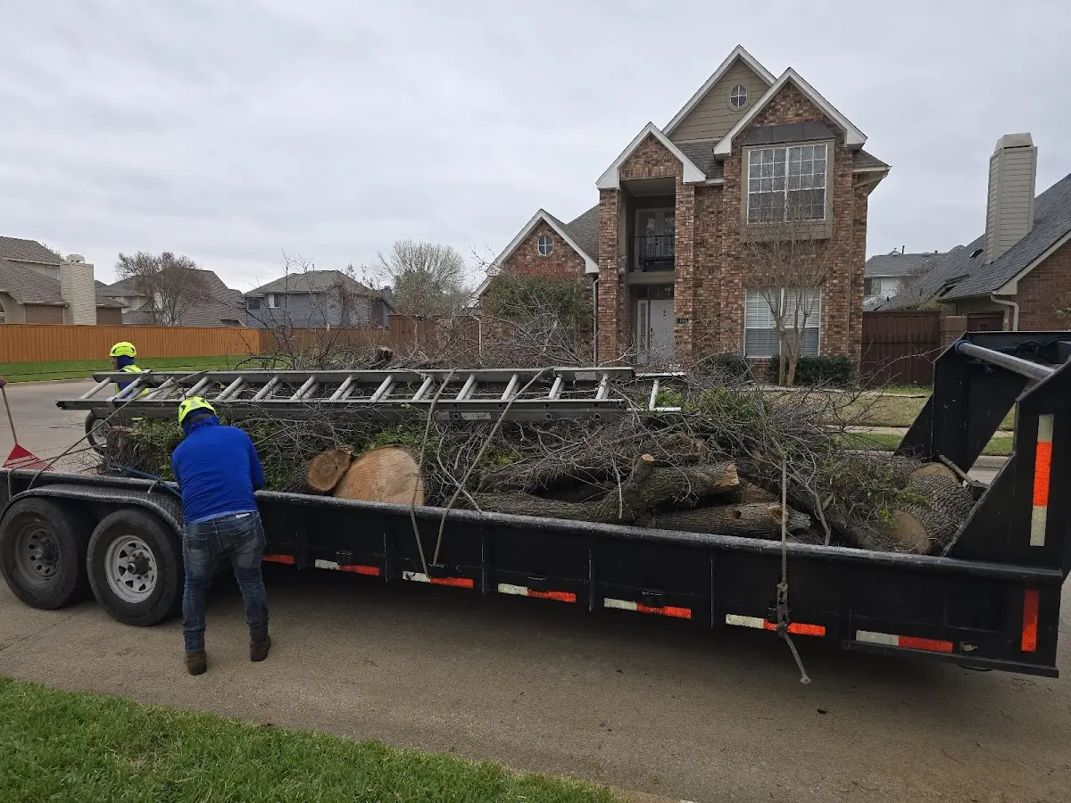 Expert Tree Removal with proper safety equipment in Shirley